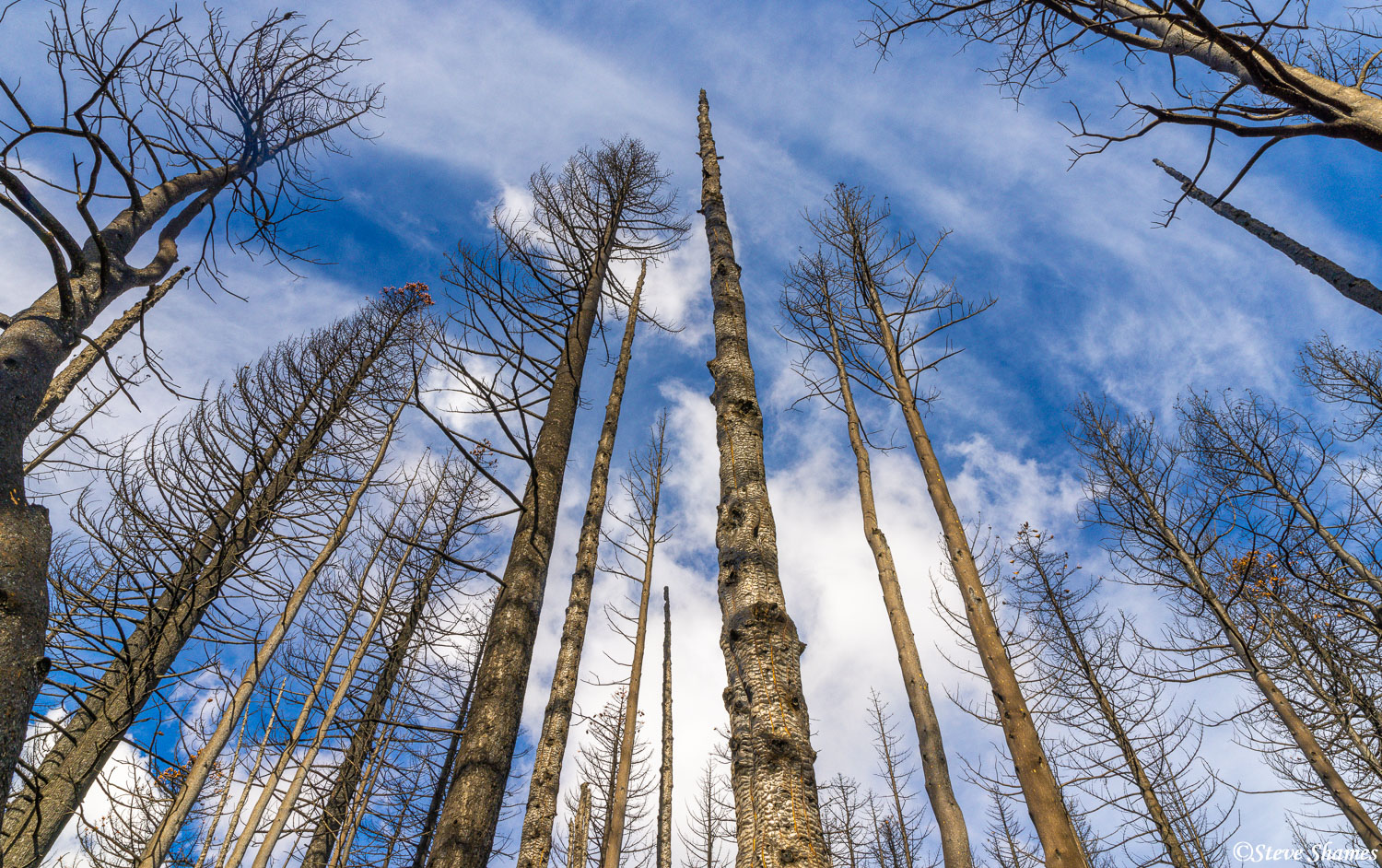 A fire came through and ravaged this section of the forest, but the burnt trees are still standing.