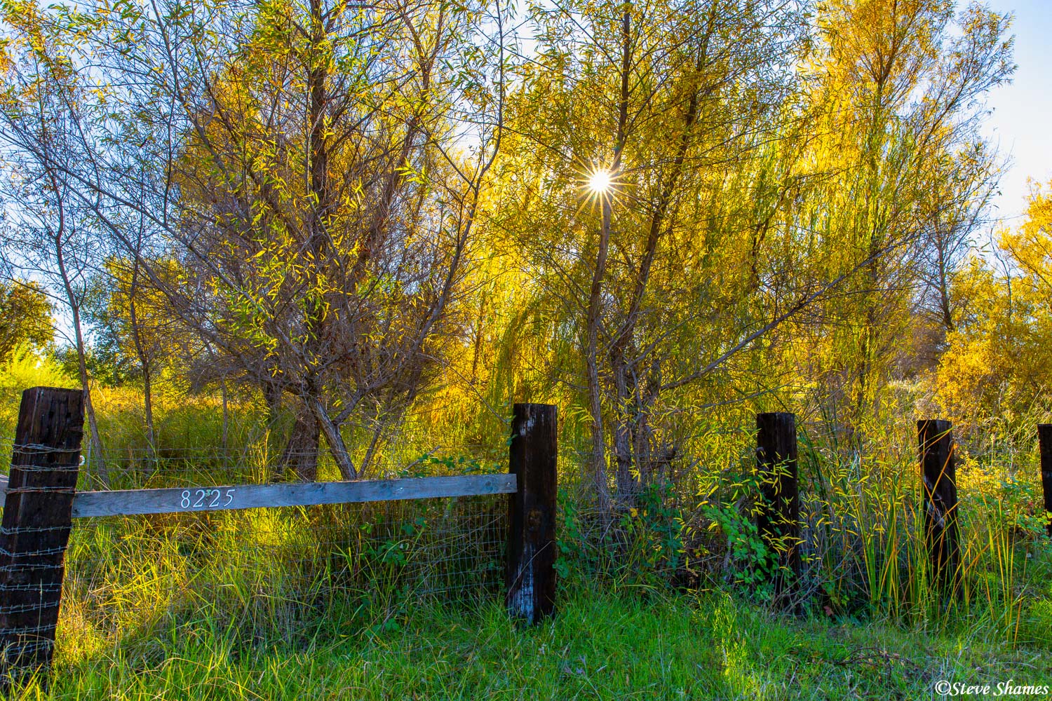 Sun peeking through some colorful bushes in the country.