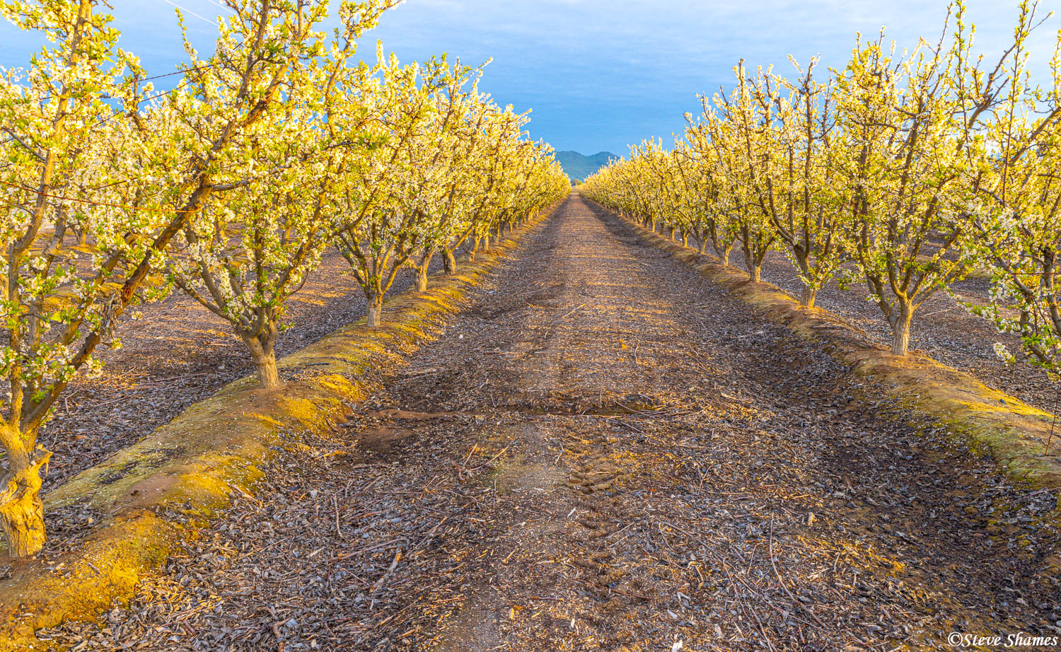 Fresno County orchard just after sunrise.
