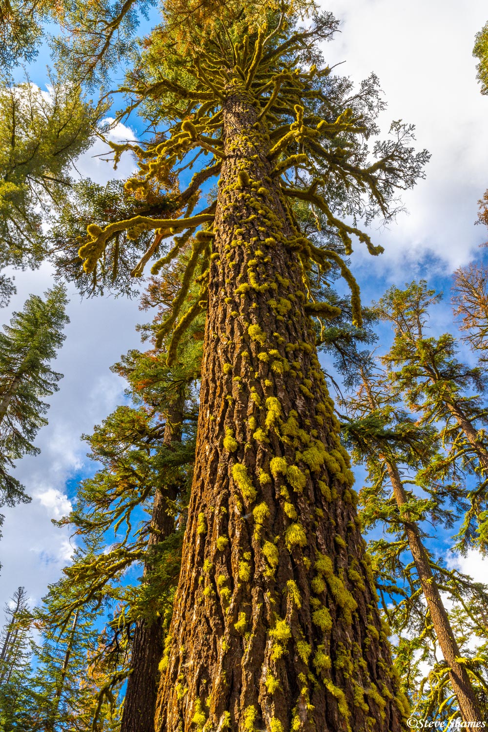 A mossy tree stretching up to the sky.