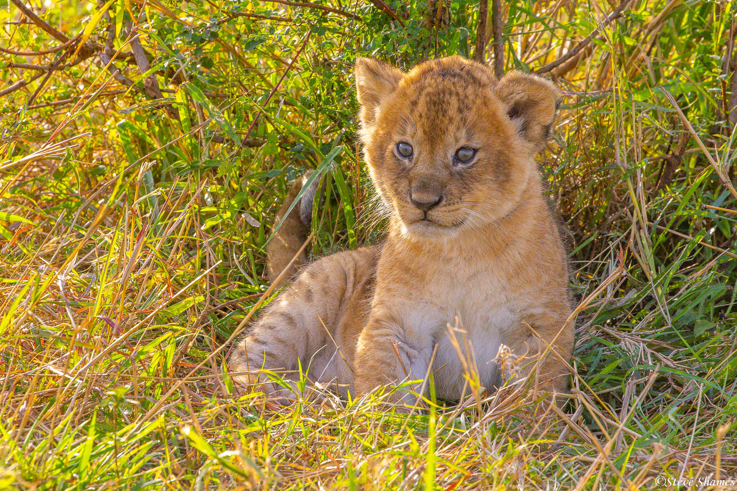 Little baby lion cub, waiting for mom to return.