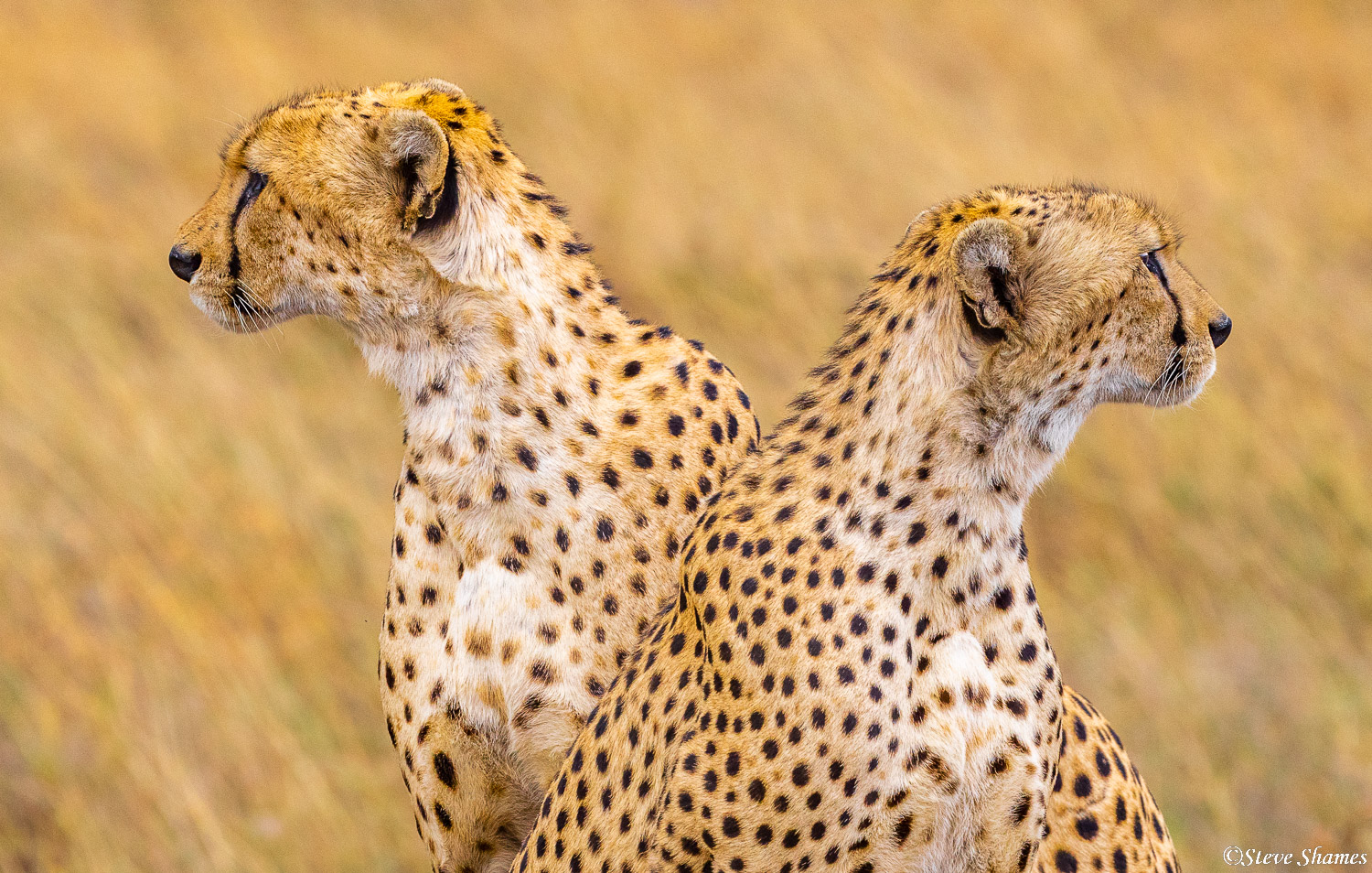 Here are two back to back cheetahs. Cheetahs make a living by knowing what is around them, whether it be danger or potential...