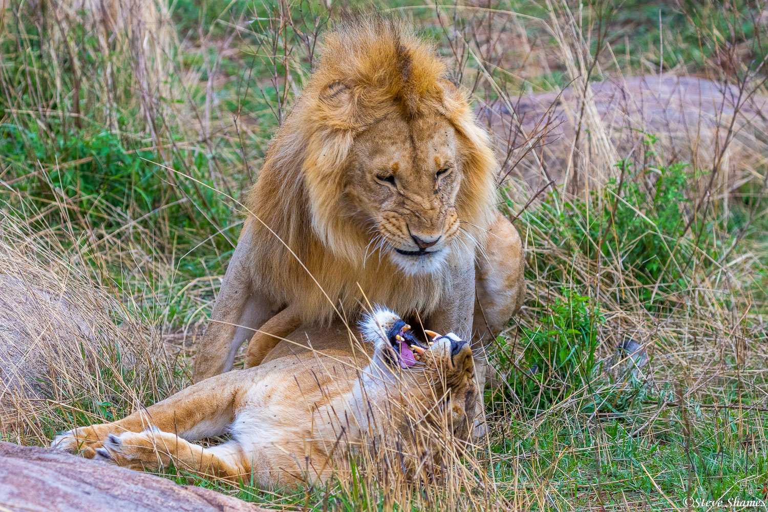 What looks like a bickering lion couple, is just the normal mating procedure for lions. They will be back at it in 20 minutes...