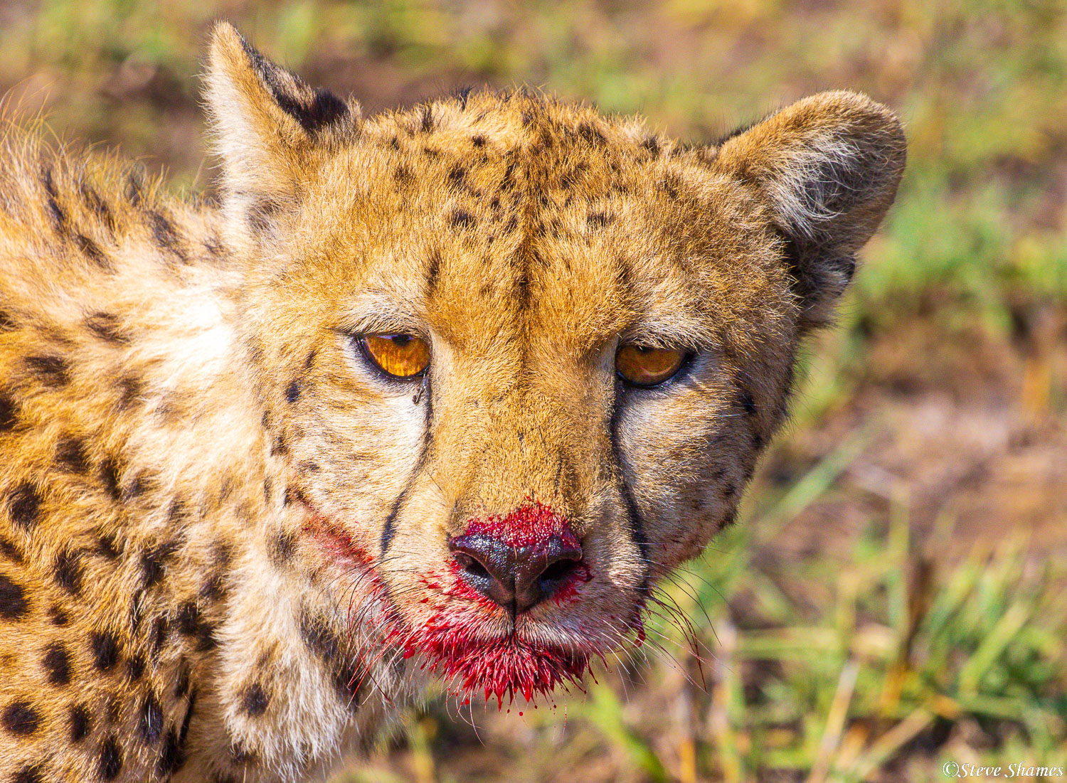 Bloody faced cheetah taking a break from a gazelle meal.