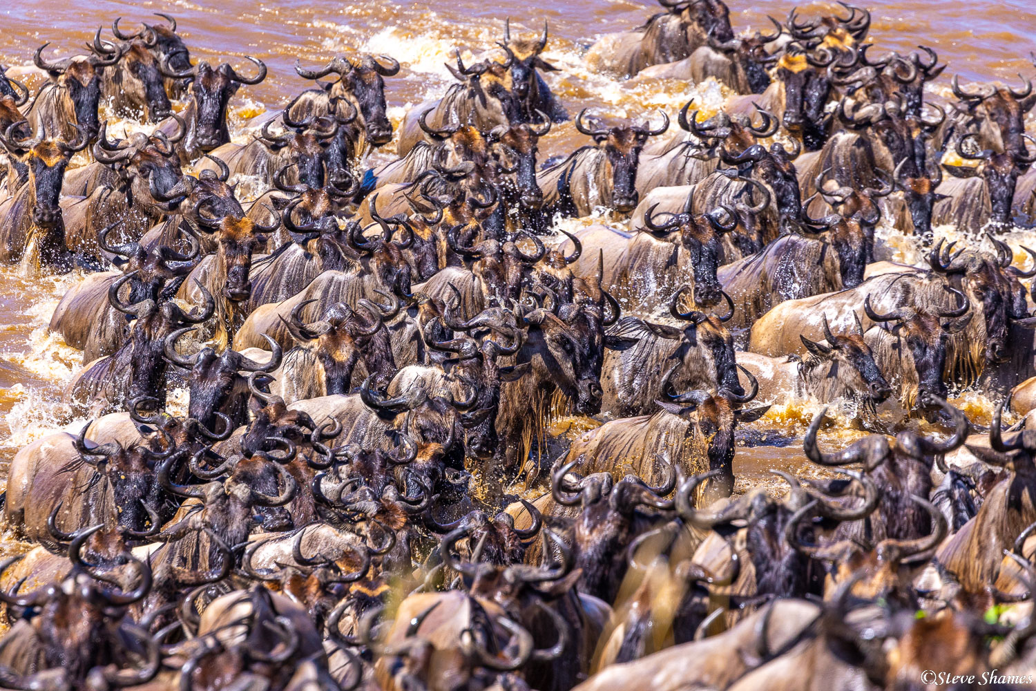 Wildebeests all bunched up crossing the Mara River.