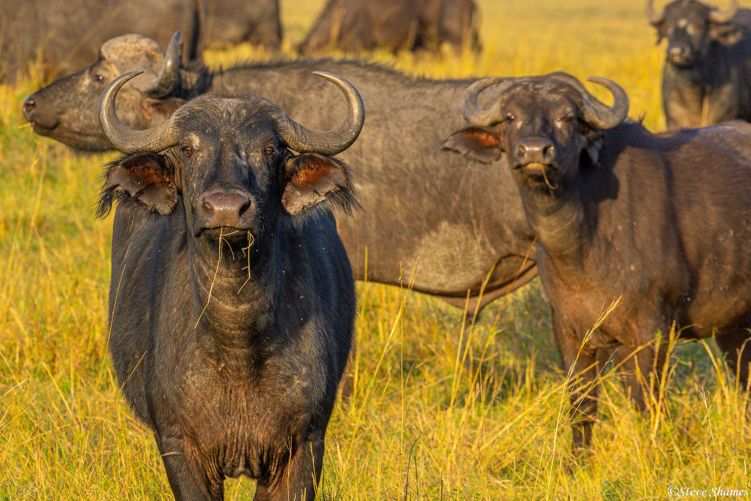 Cape buffalo cow taking a look at us.