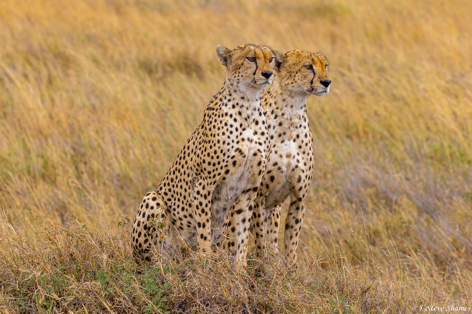 Cheetah brothers, intently looking at something.