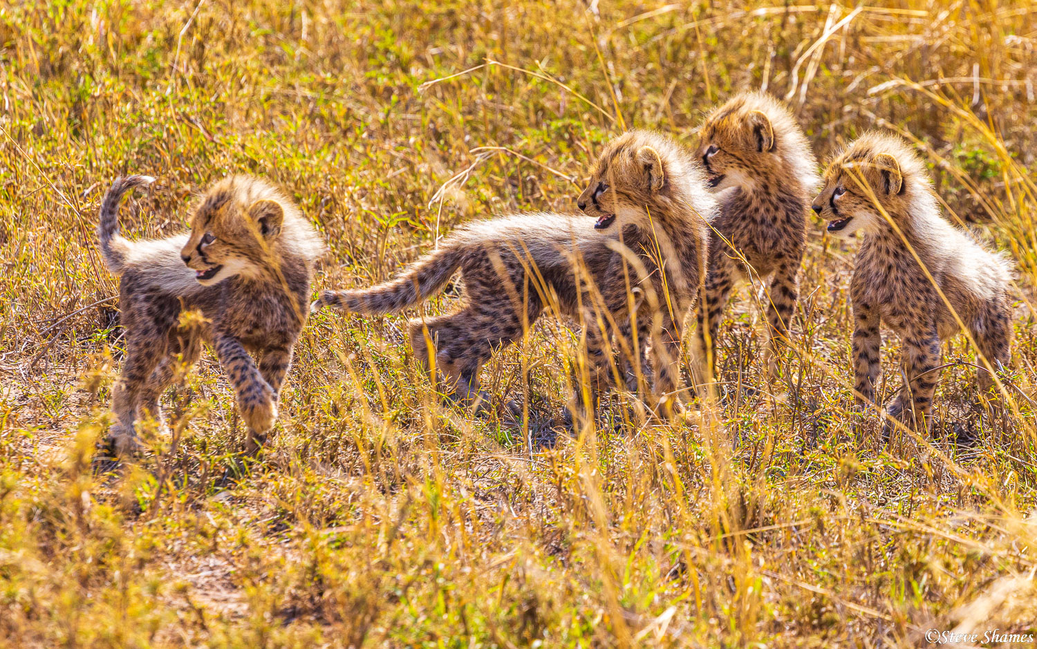 Four little cheetah cubs. Their mother was approaching them just a few yards away.