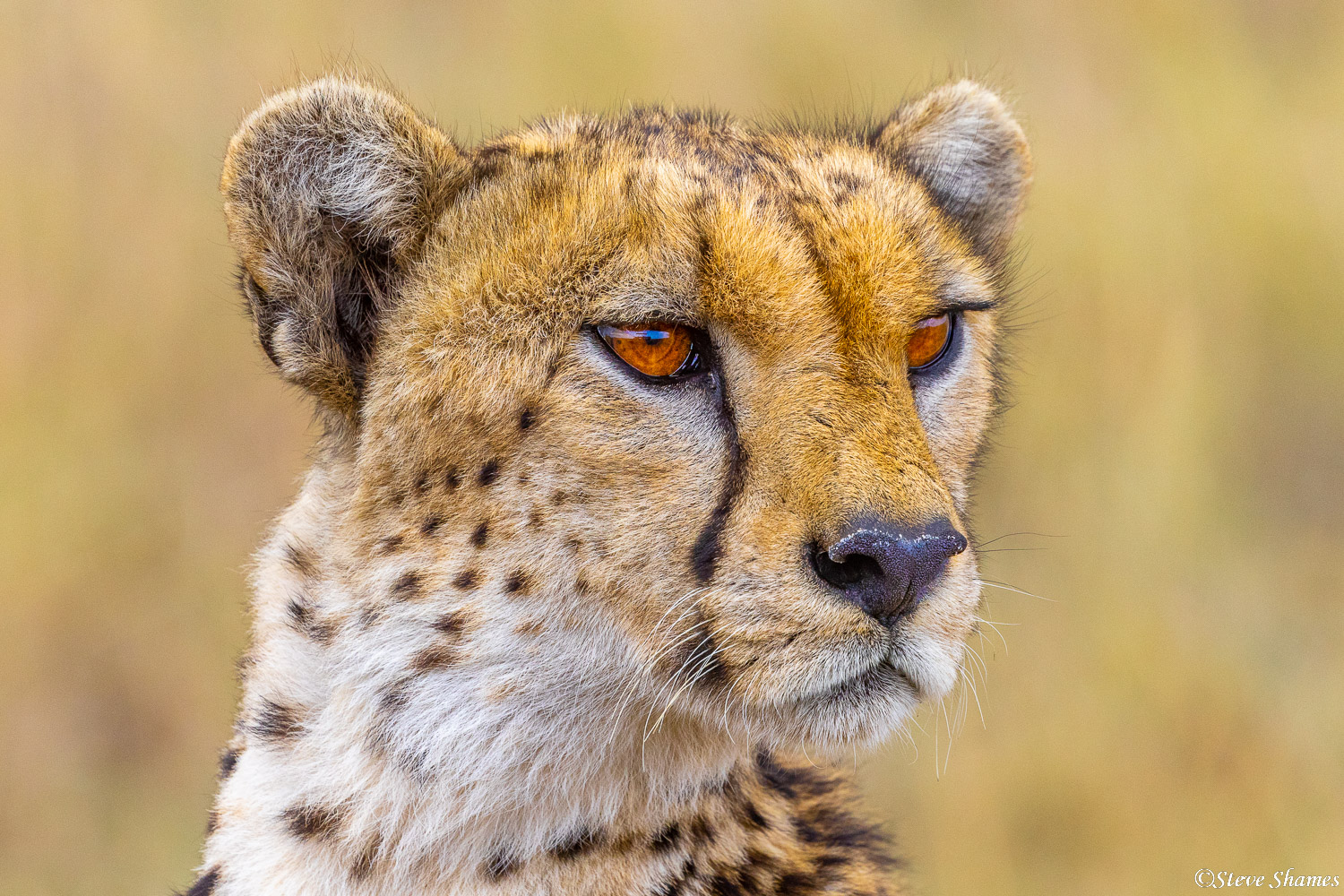 The big orange eyes of a cheetah on the lookout.