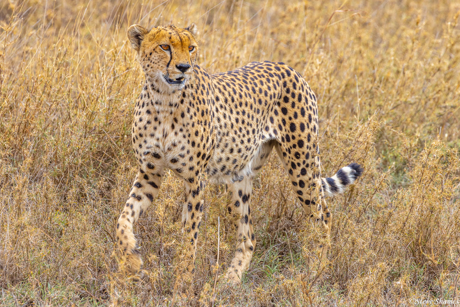 Prowling cheetah in the Serengeti grasslands.