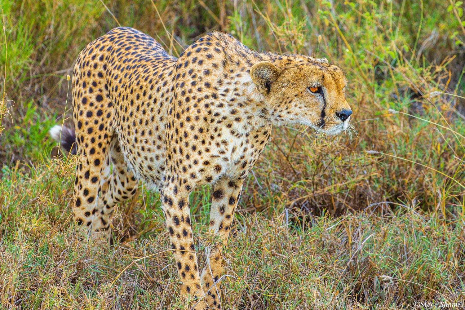 Cheetah in a stalking stance. Danger and prey, thats what they are constantly looking for.