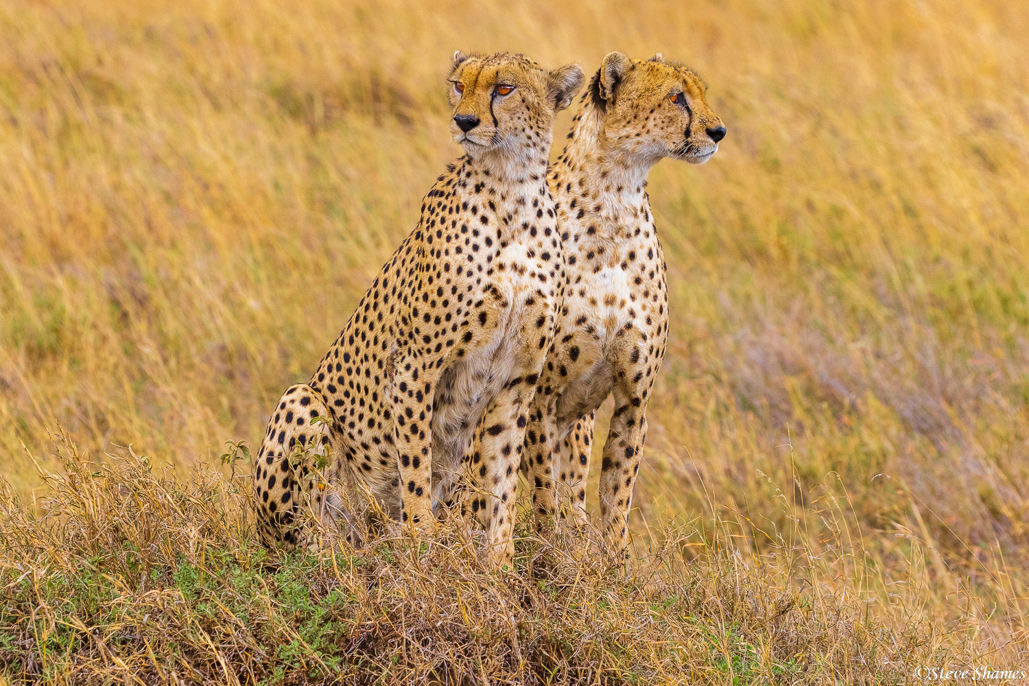 Cheetahs looking around. Two heads are better than one.
