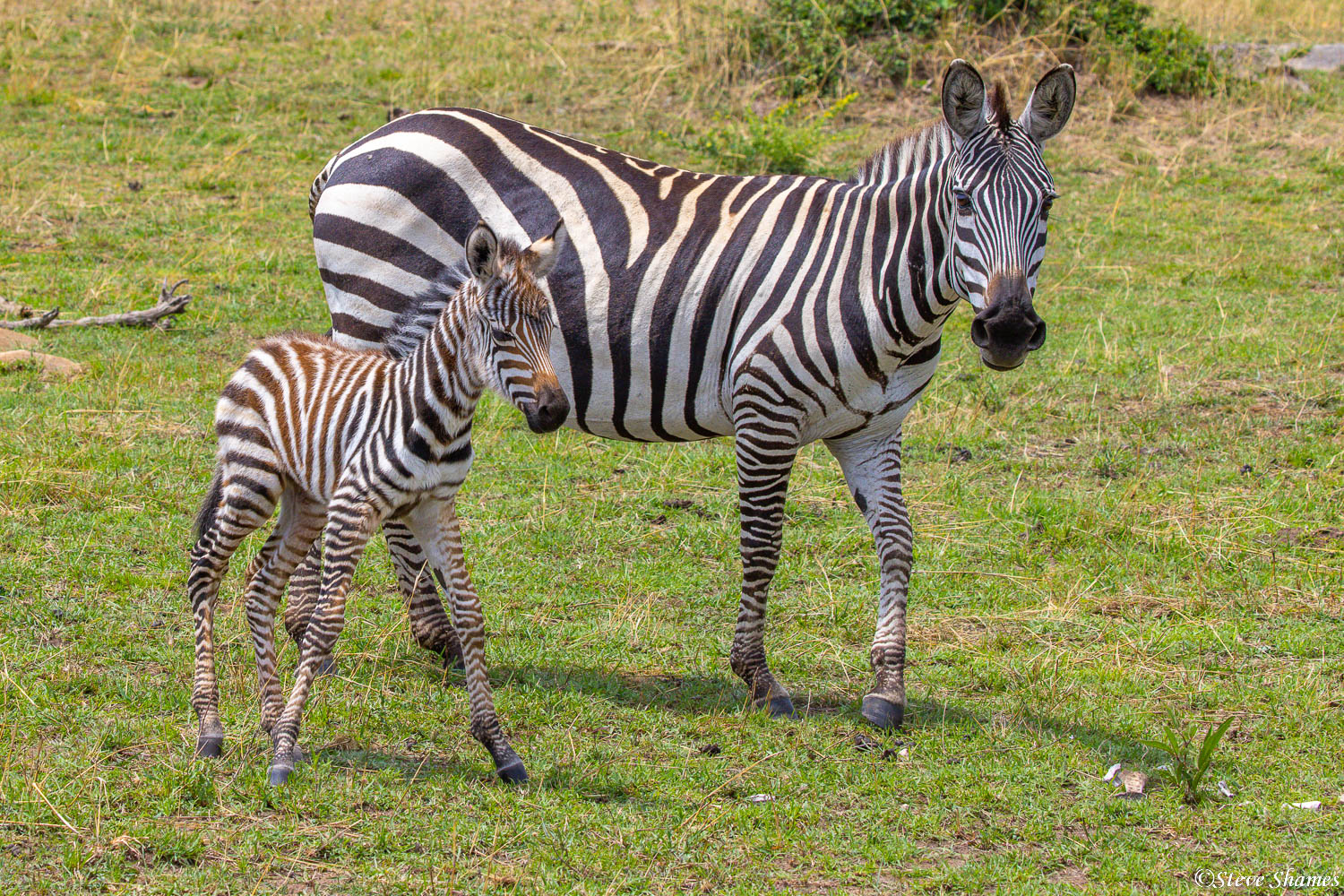 Looks like a zebra dance team.