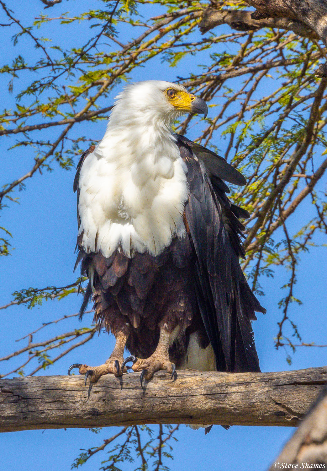 Fish eagle on the lookout. Fish beware!