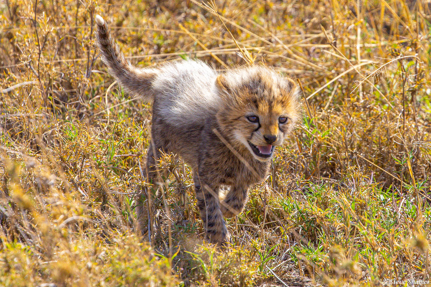 A little fluffy backed cheetah cub, running through the grass.
