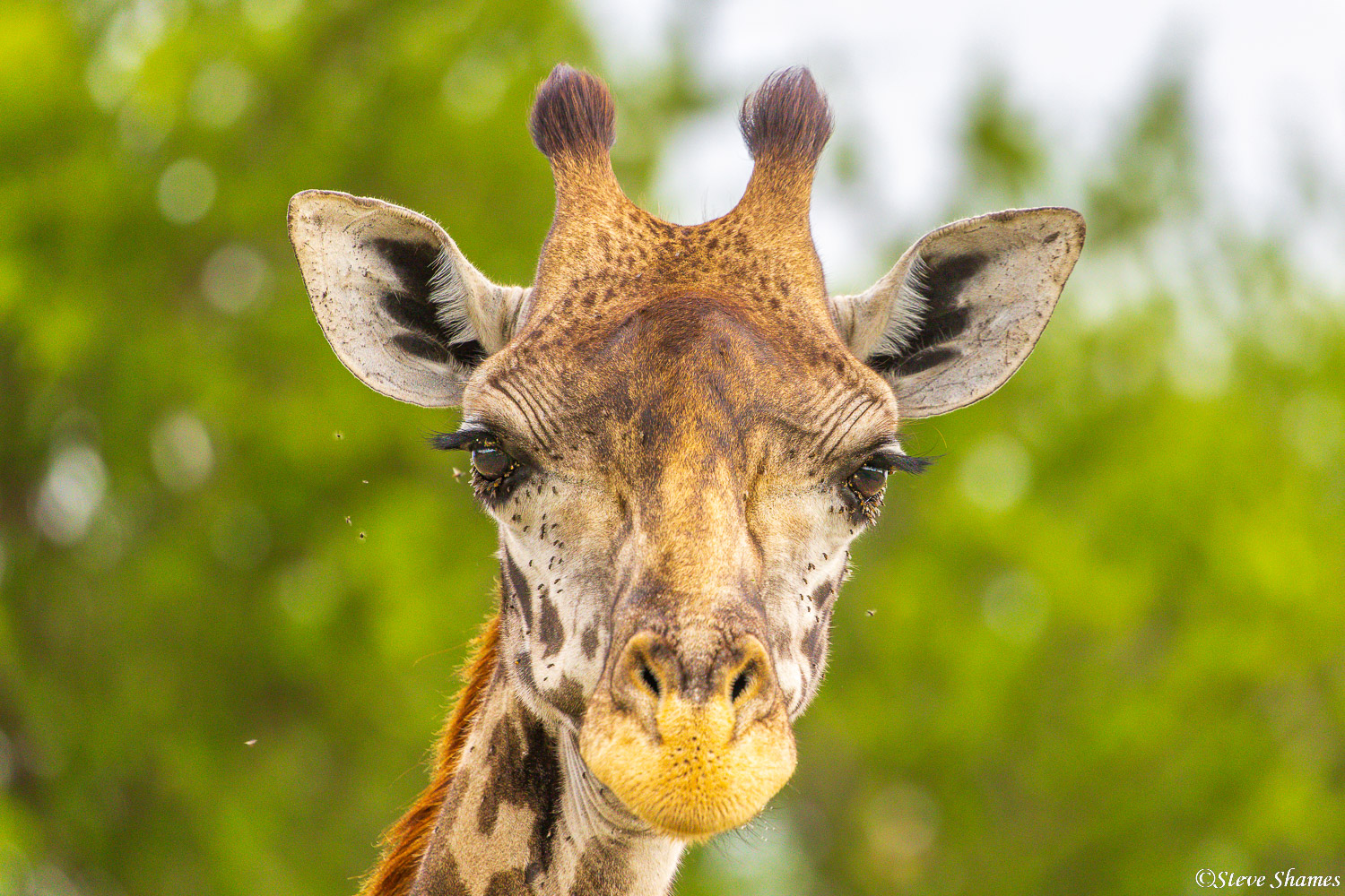 Close up of a giraffe. They have peculiar faces.
