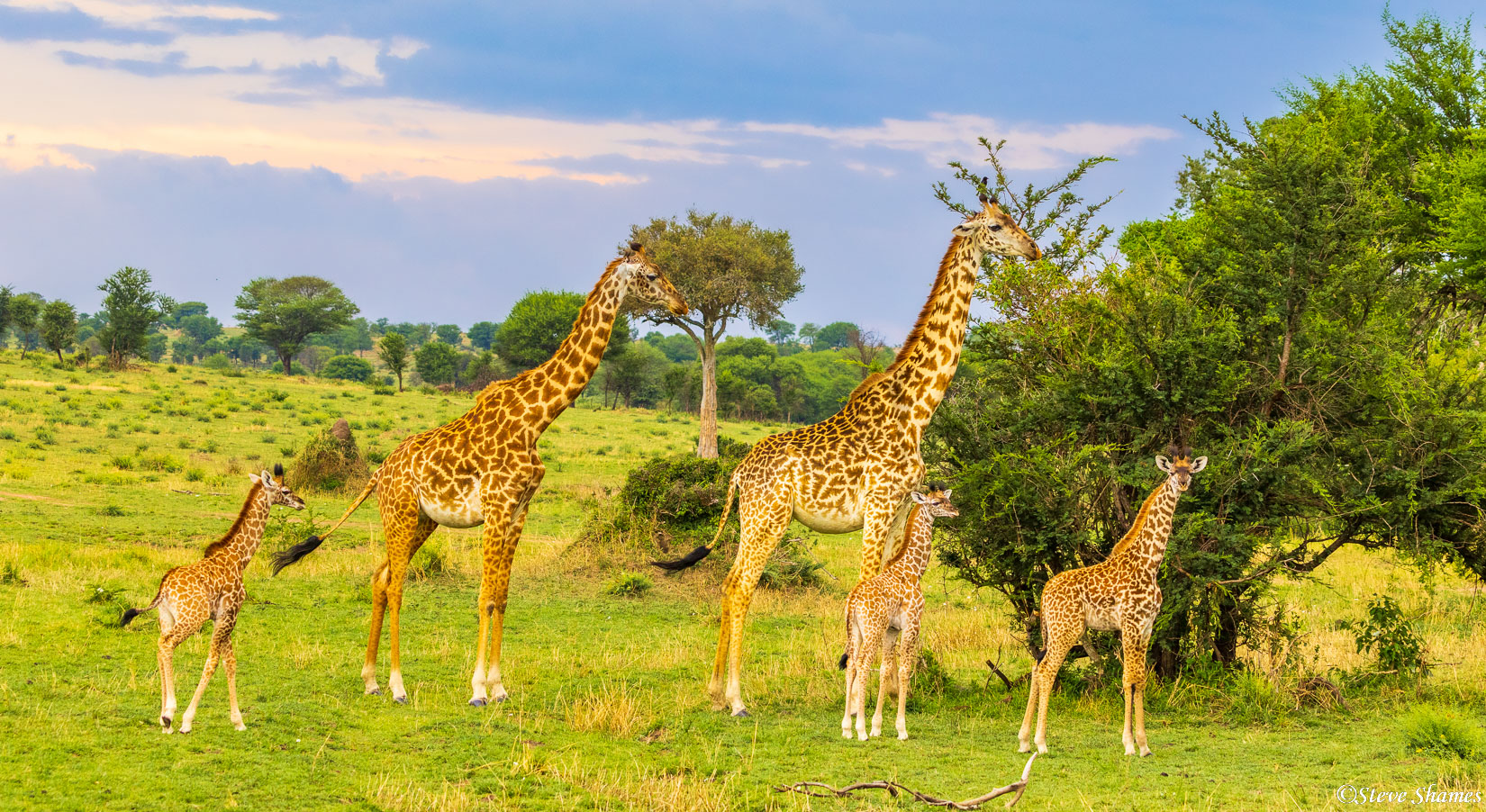 A nice little giraffe family in the Serengeti.