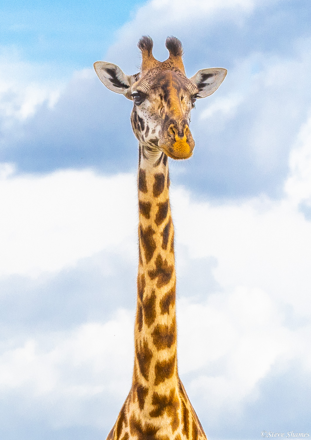 A long neck and head giraffe portrait.