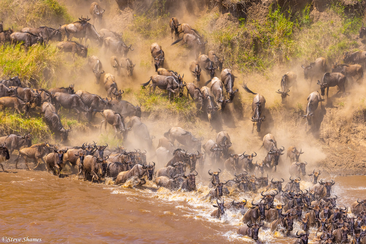 As part of the great migration, rivers must be crossed. They have no choice.