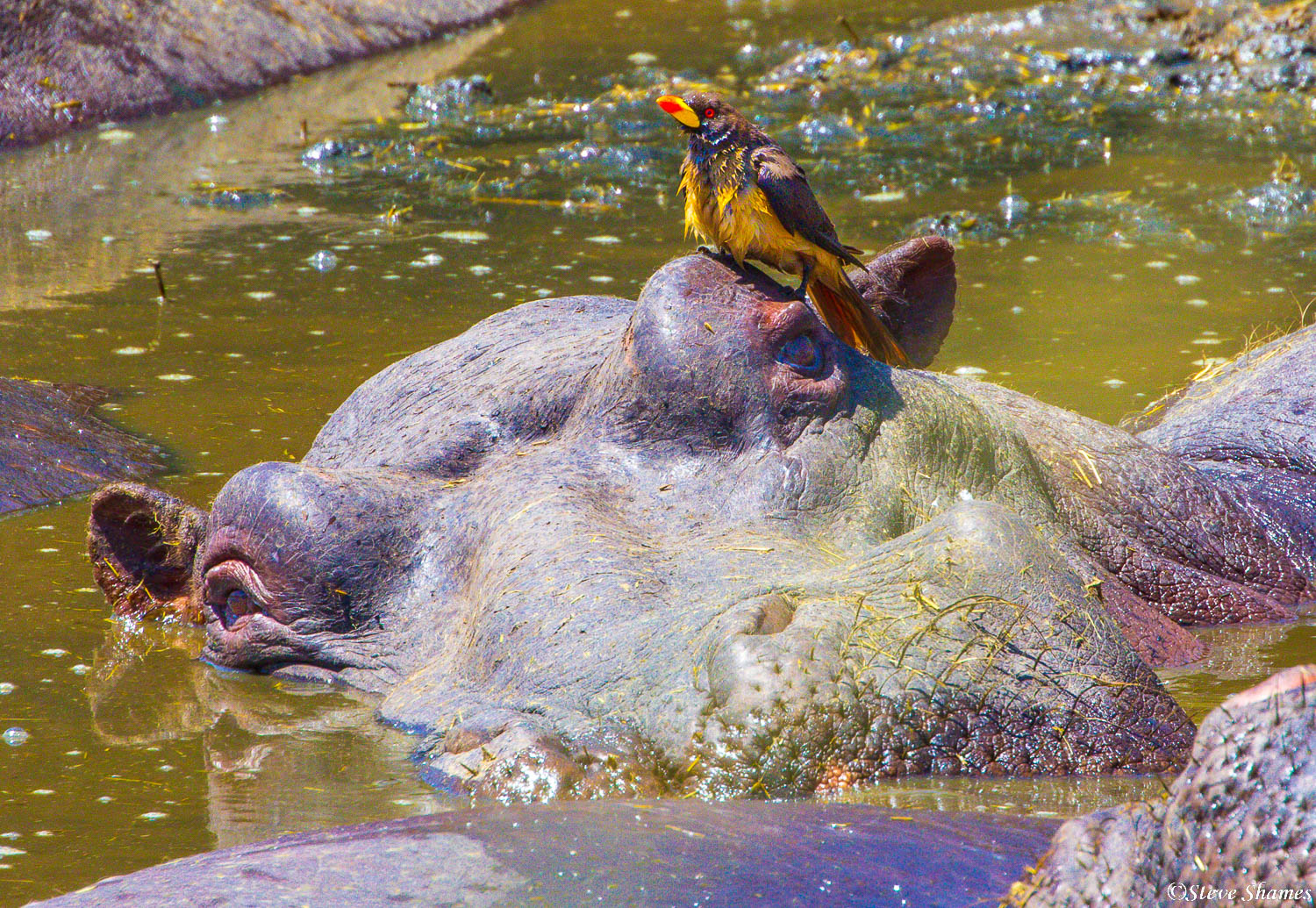 This oxpecker lands on a hippo island here.