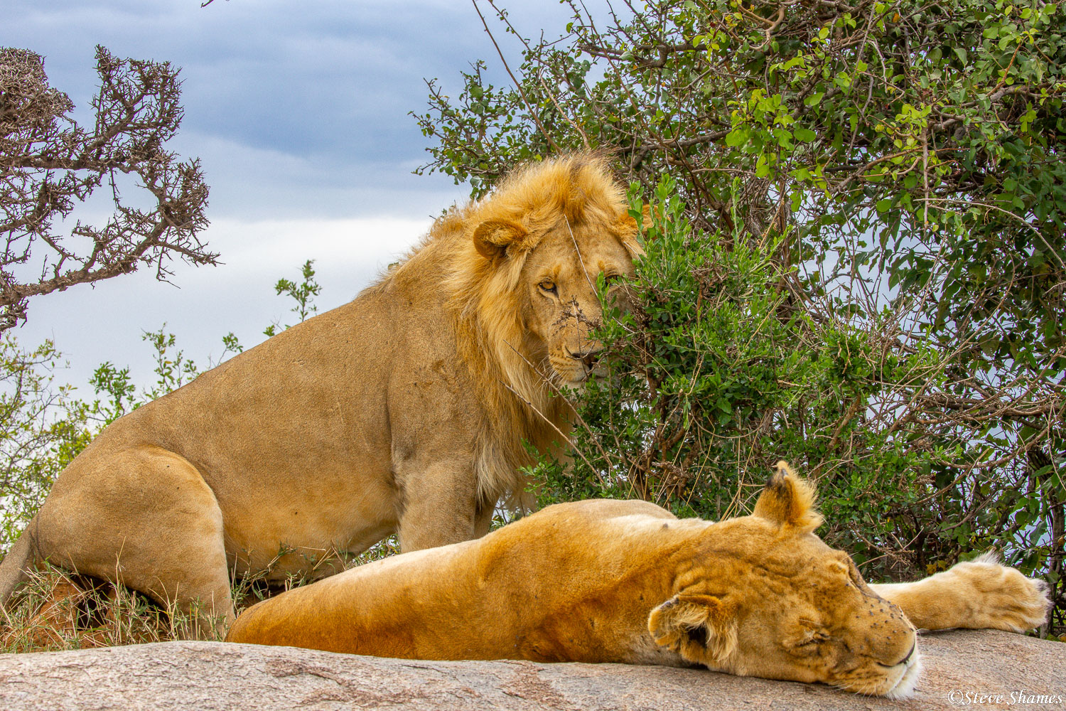 Here is a pair of honeymooning lions. Hanging out together for a few days interspersed with quick frequent mating episodes.