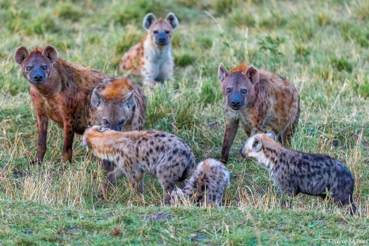 Hyena clan milling around in the early morning light.