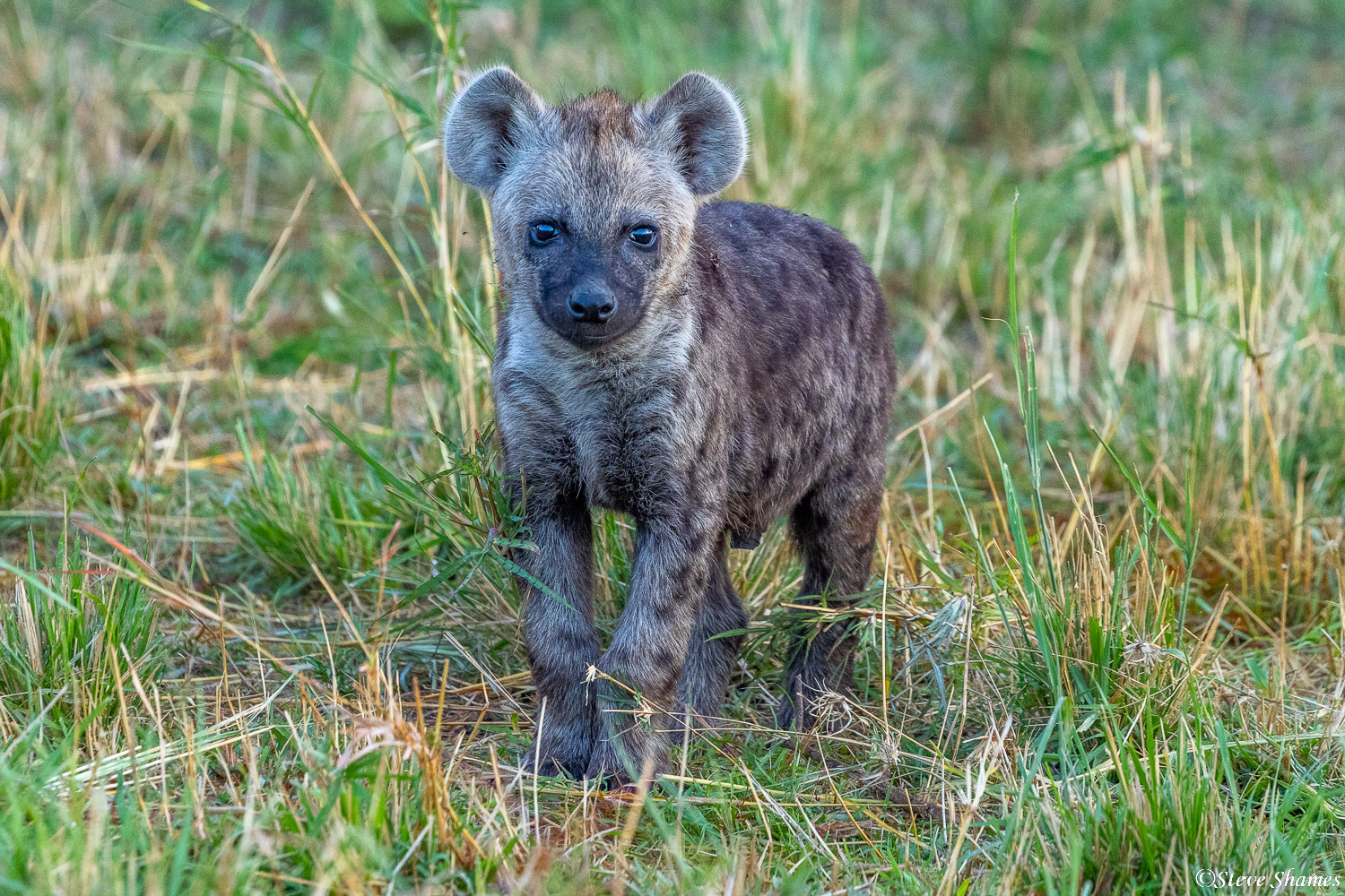 A little hyena cub. Their coats will lighten up when they get older.