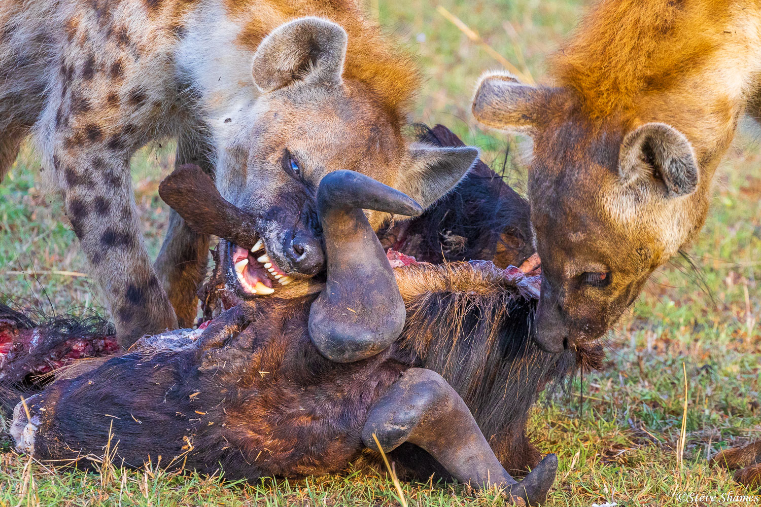 Hyena really baring its teeth while gnawing on a wildebeest.