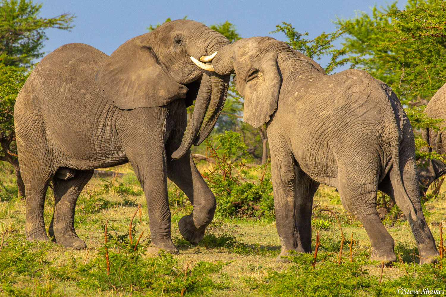 Elephants jostling each other, as elephants like to do.