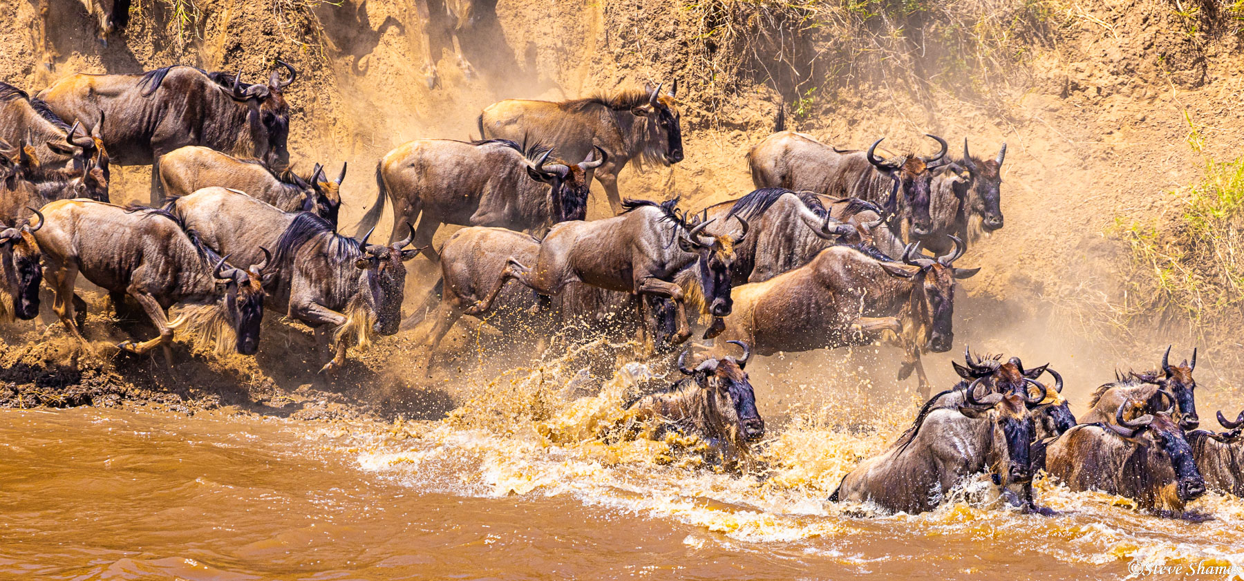 Its always exciting to see the wildebeests jumping into the river.