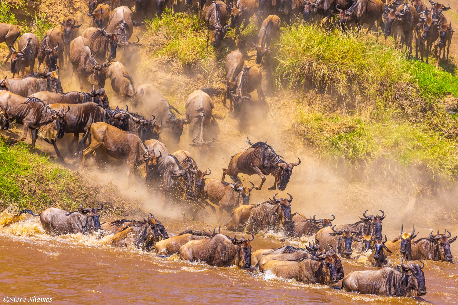 Jumping into the Mara River. They could just wade in, but they like to jump.