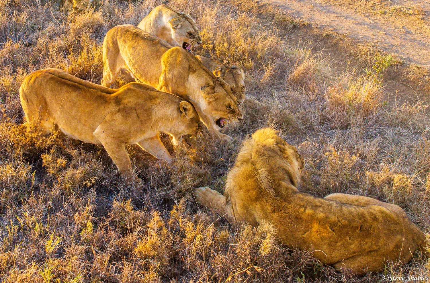 The young adult male is being kicked out of the pride. The females now see him as a threat to the cubs. Its pretty bad when your...