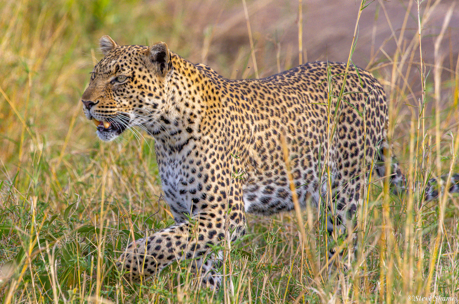 A leopard prowling around in the tall grass. Its always a treat to see a leopard on the ground, since they spend most of the...