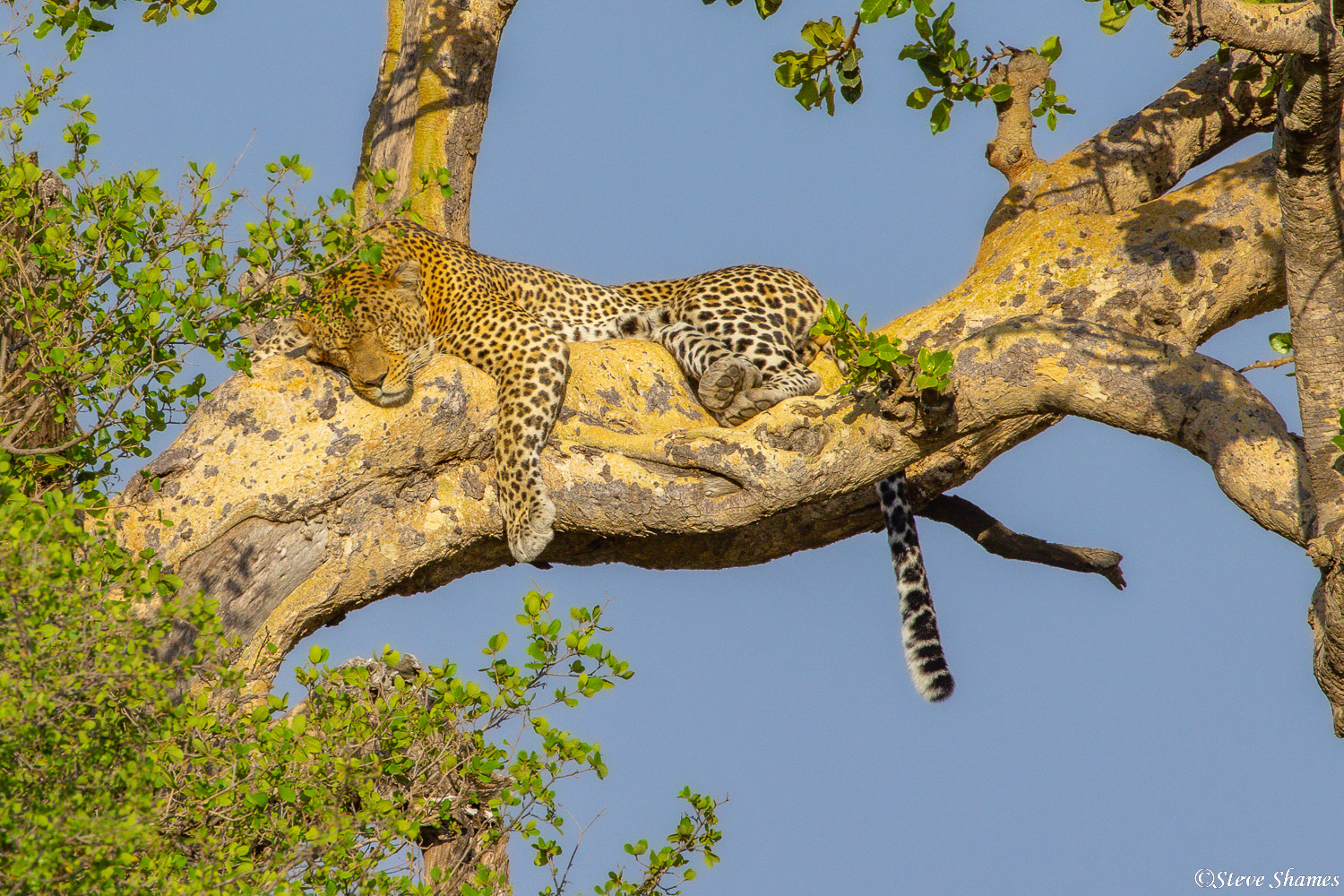 Leopard up in a tree taking a cat nap. This one looks very comfortable.