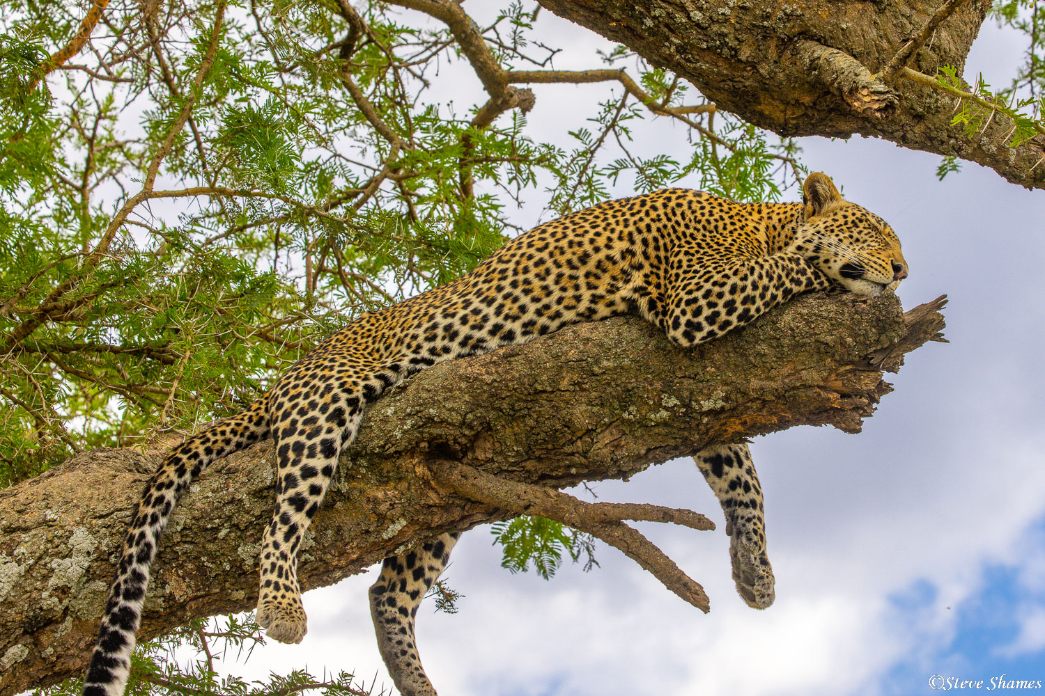 Leopard in a tree. A picture of pure relaxation.