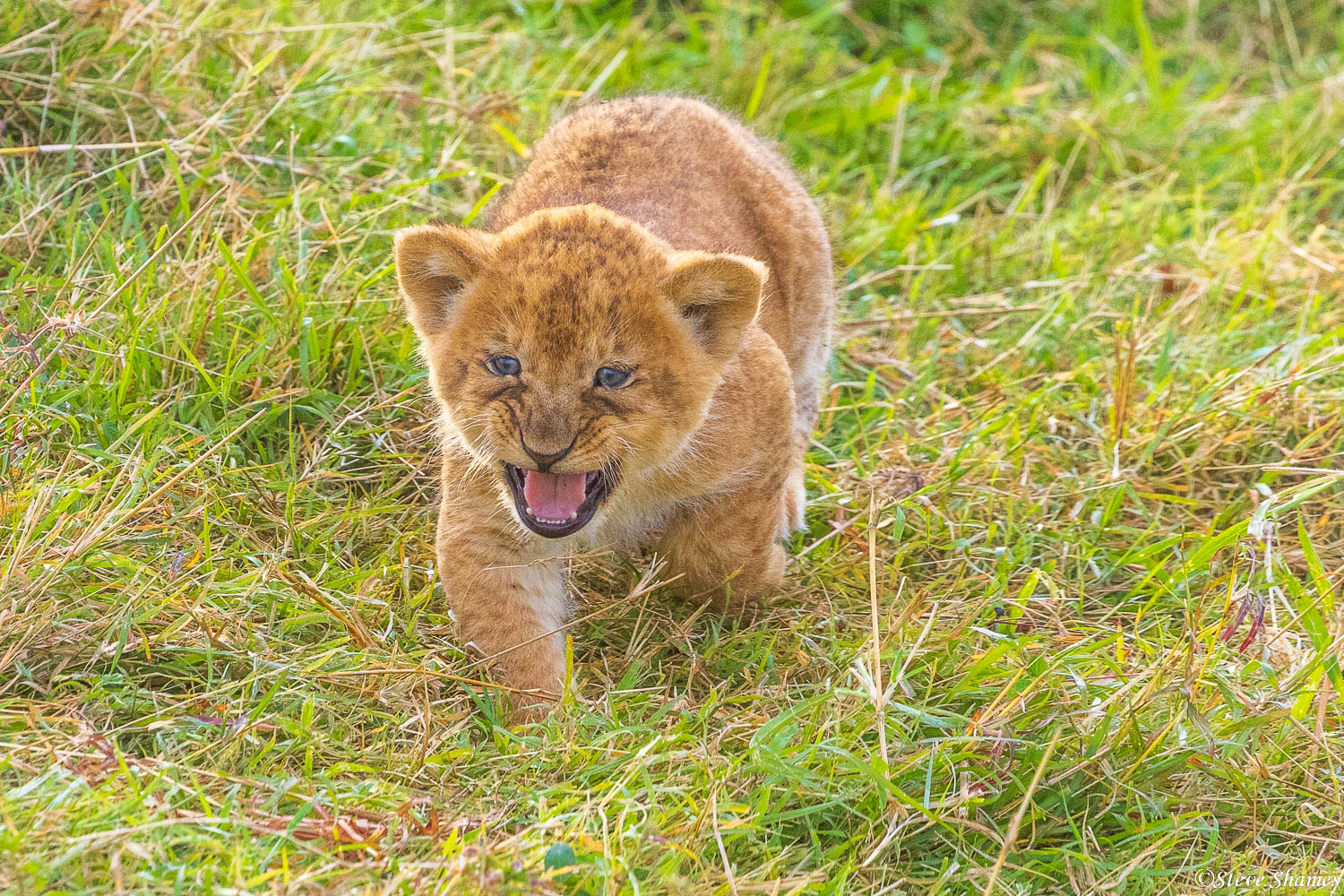 A little lion cub crying out for its mother.