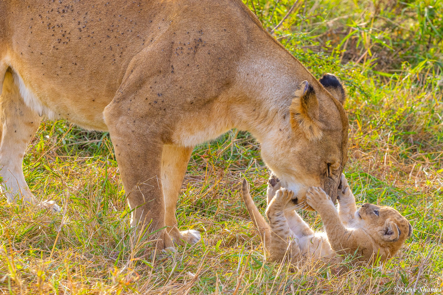 Little lion cub playing with its mother.