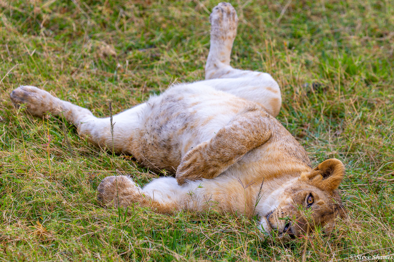 Lioness rolling around in the grass. Reminds me our housecat.