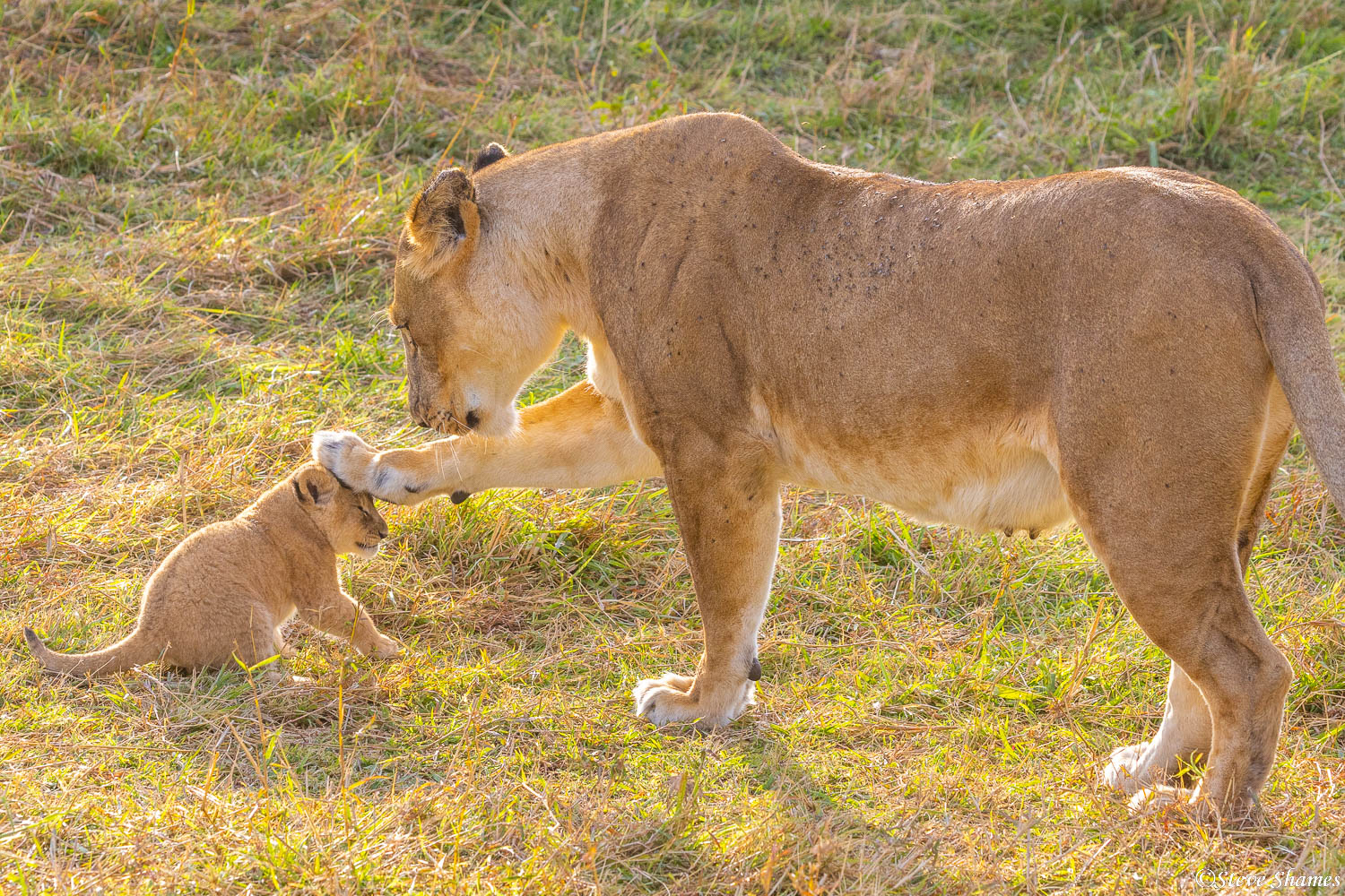 This lioness mother seems to be scolding her little cub.