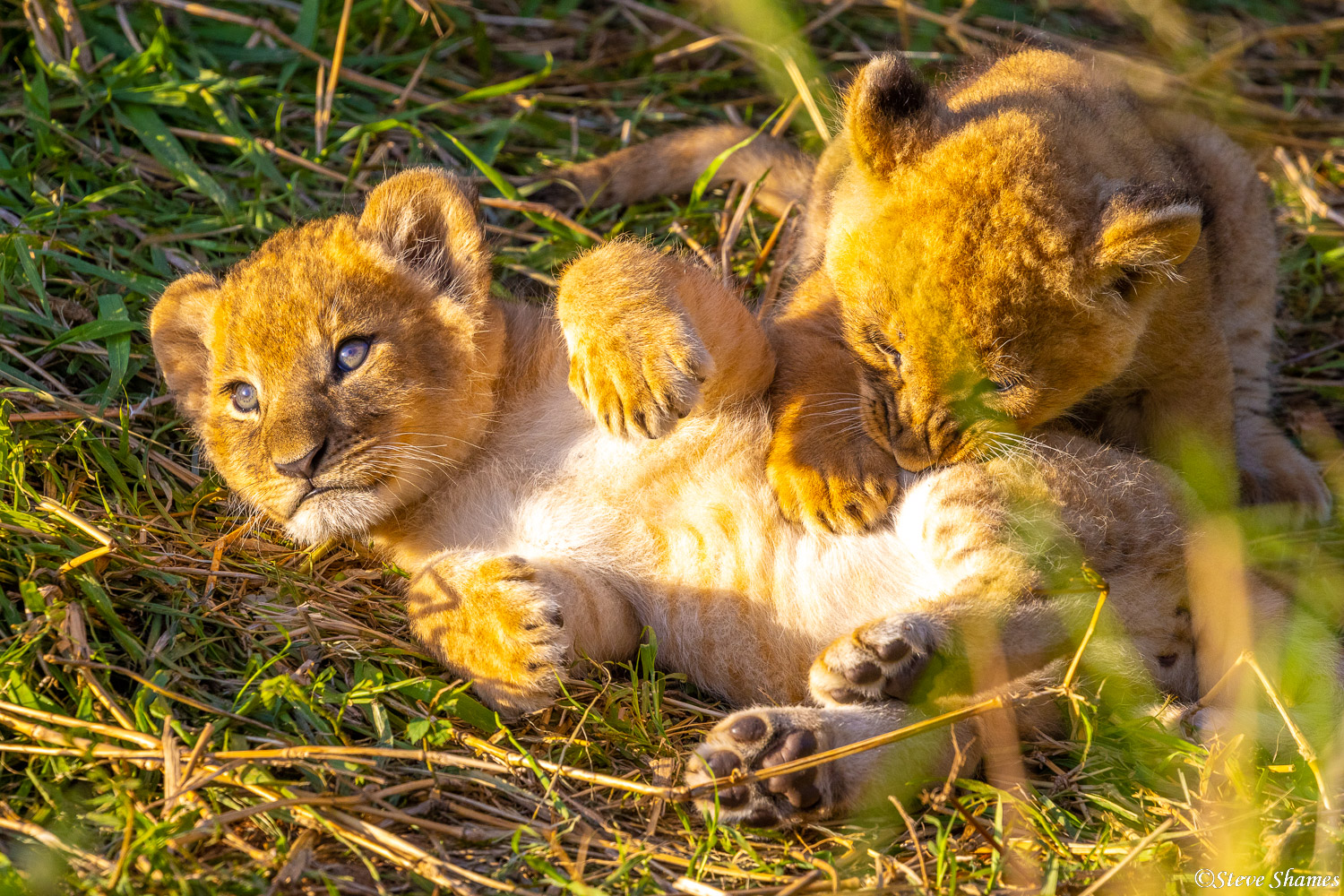 A couple of little lion cubs playing around in the grass.