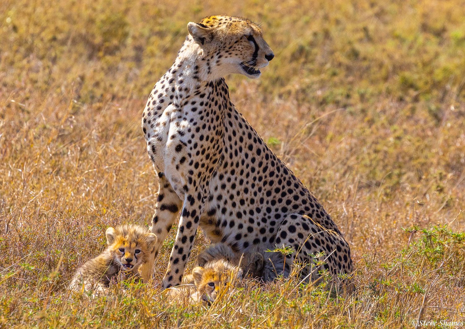 Mother cheetah looking around for danger. Lots of danger out there for young cheetah cubs.