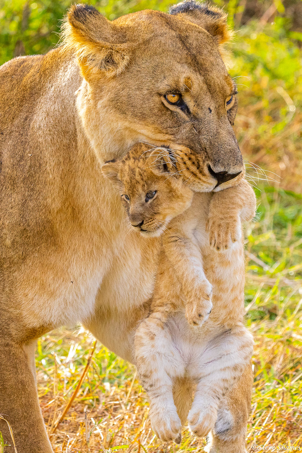 Mother lion carrying her cub. The cub does not seem to mind.