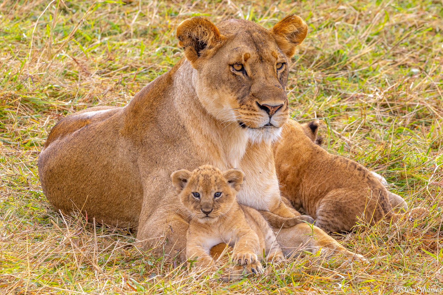 Mother lion enjoying the moment with her cubs.