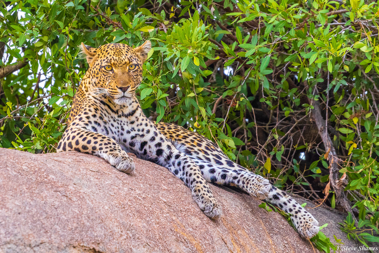 leopard hanging out on a rock in the Serengeti.