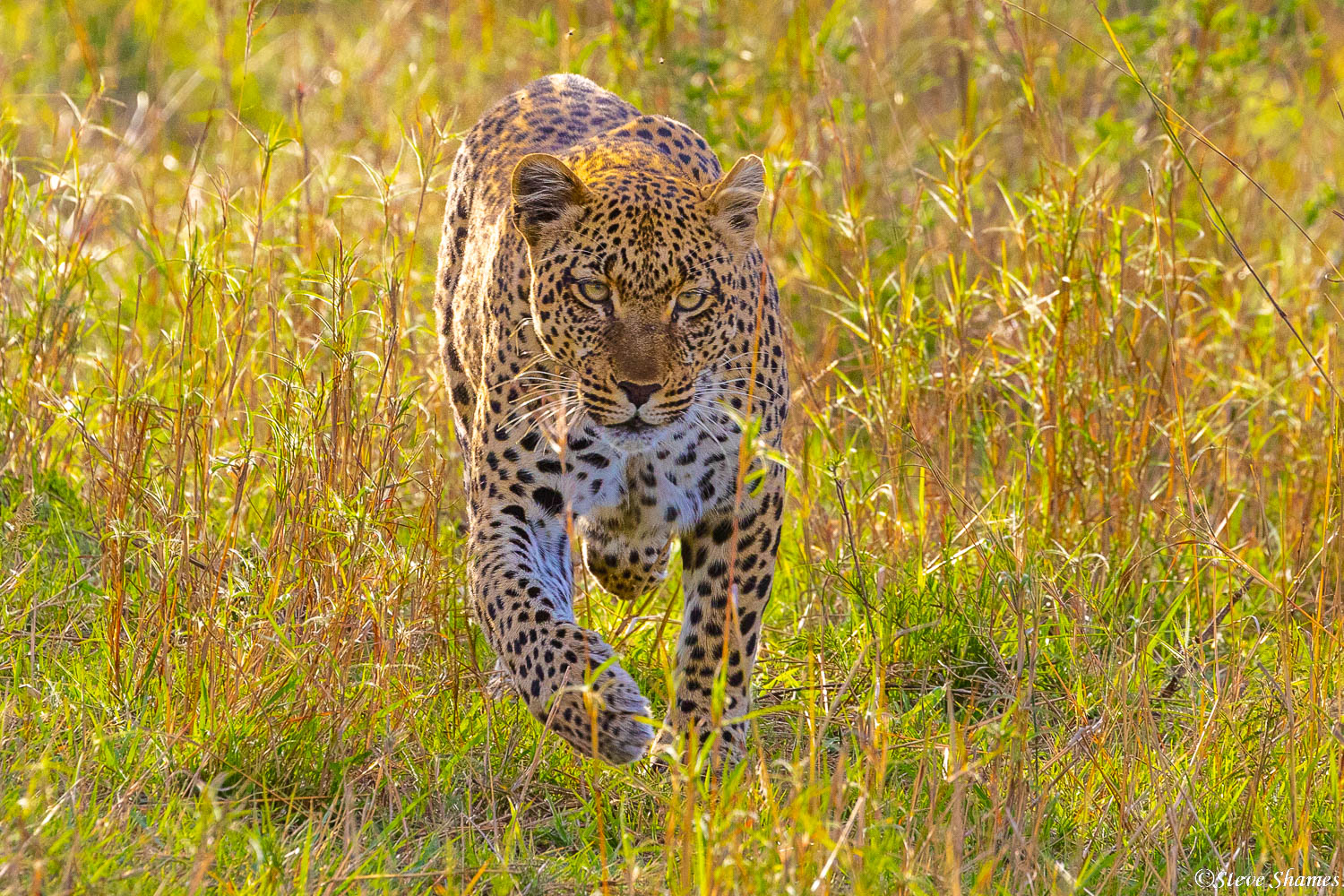 Here is a leopard running at you!