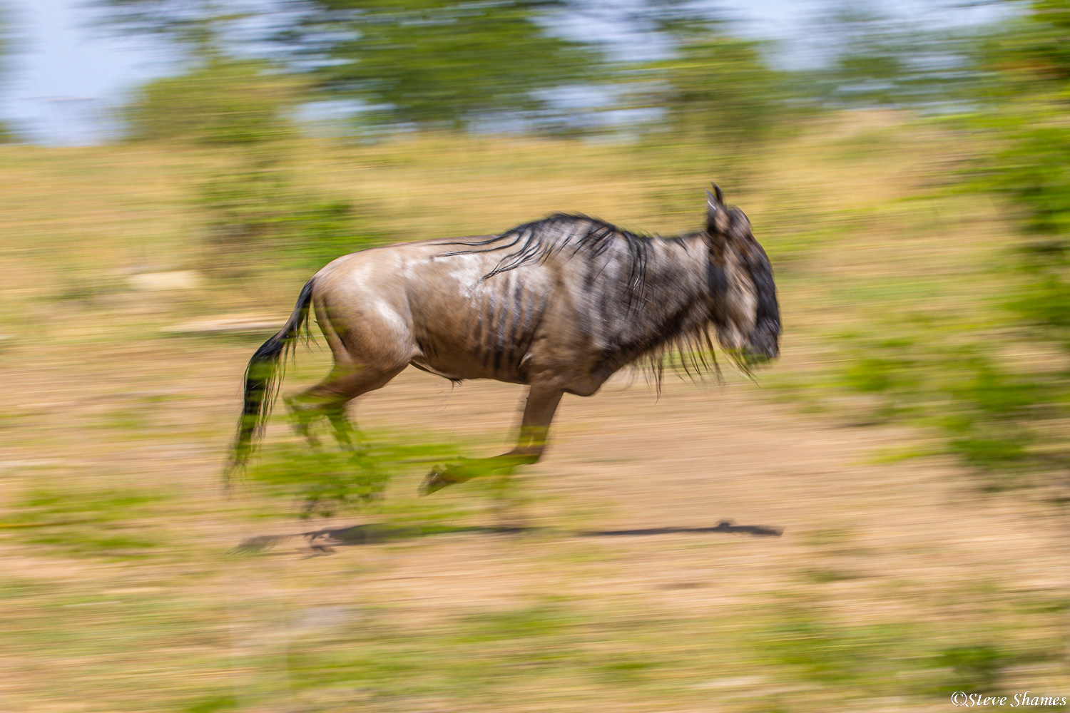 Action shot of a running wildebeest.