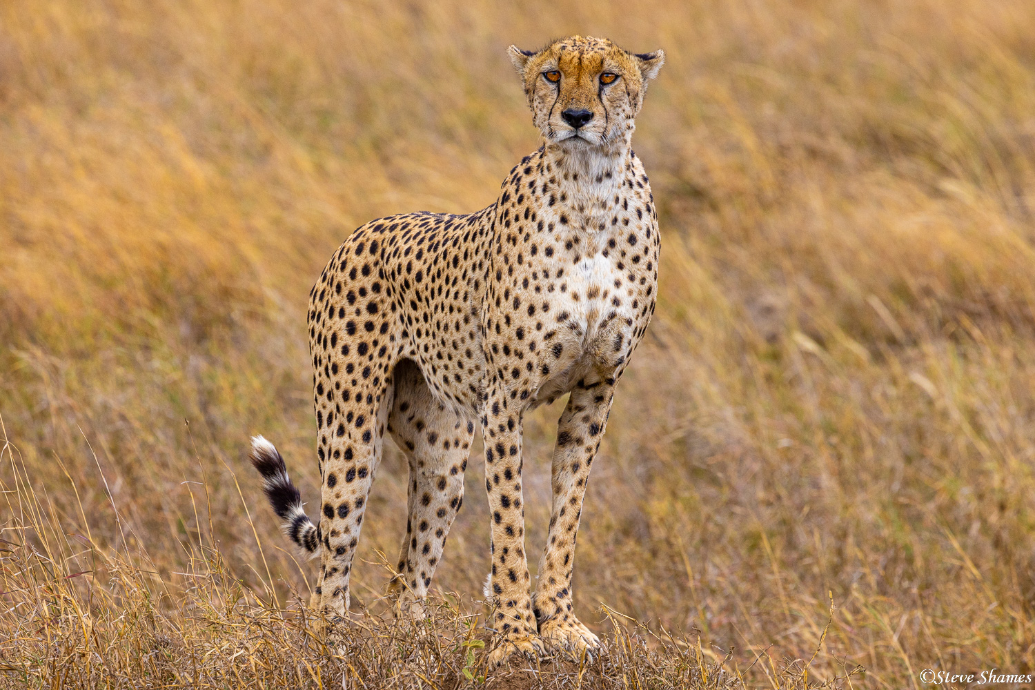 Cheetah surveying the Serengeti plains.