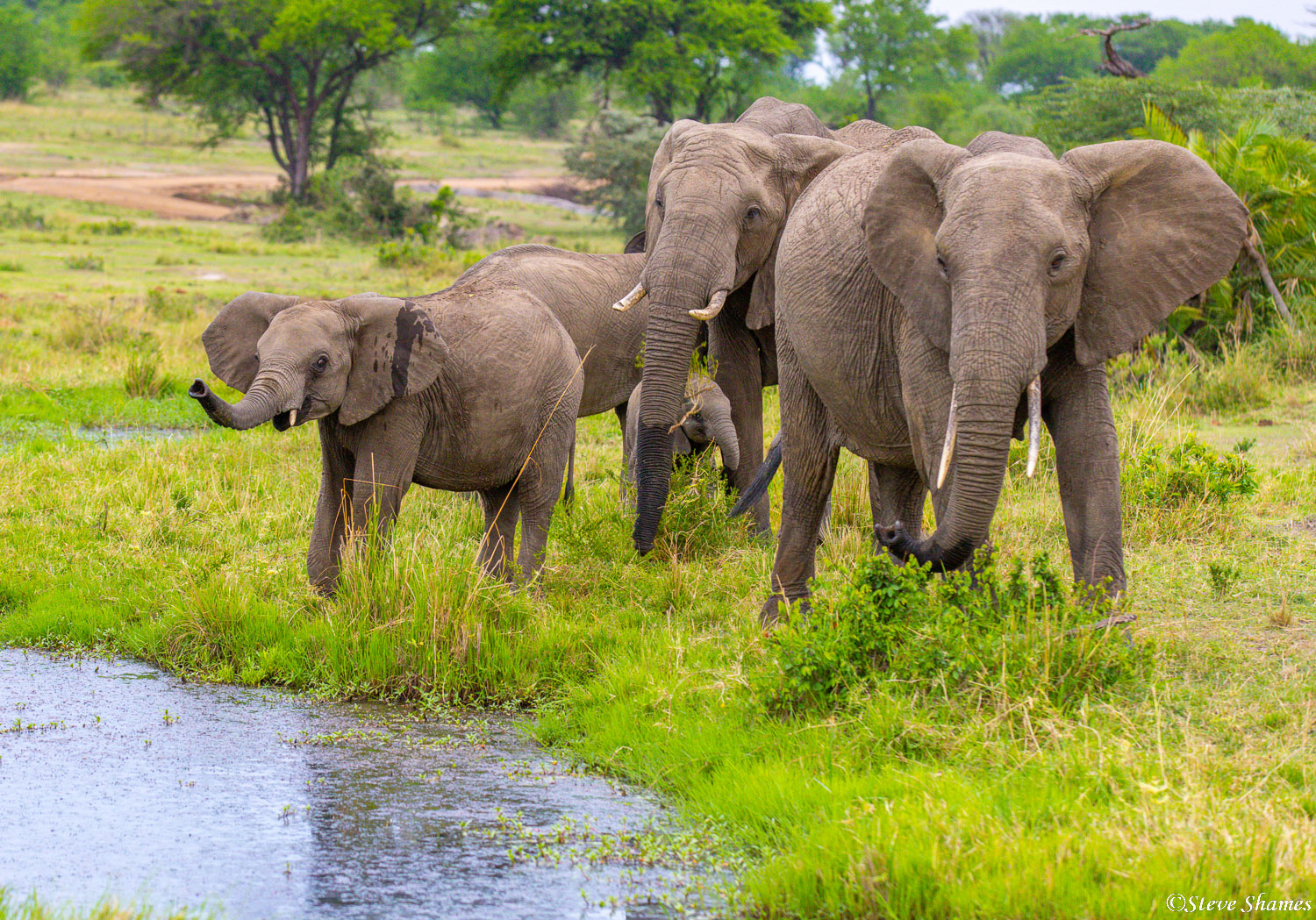 A group of Serengeti elephants out for a morning drink.