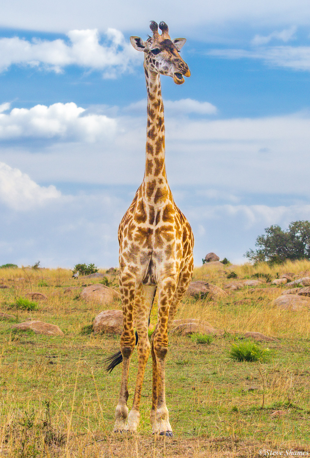 A Serengeti giraffe highlighted with a nice cloudy blue sky in the background.