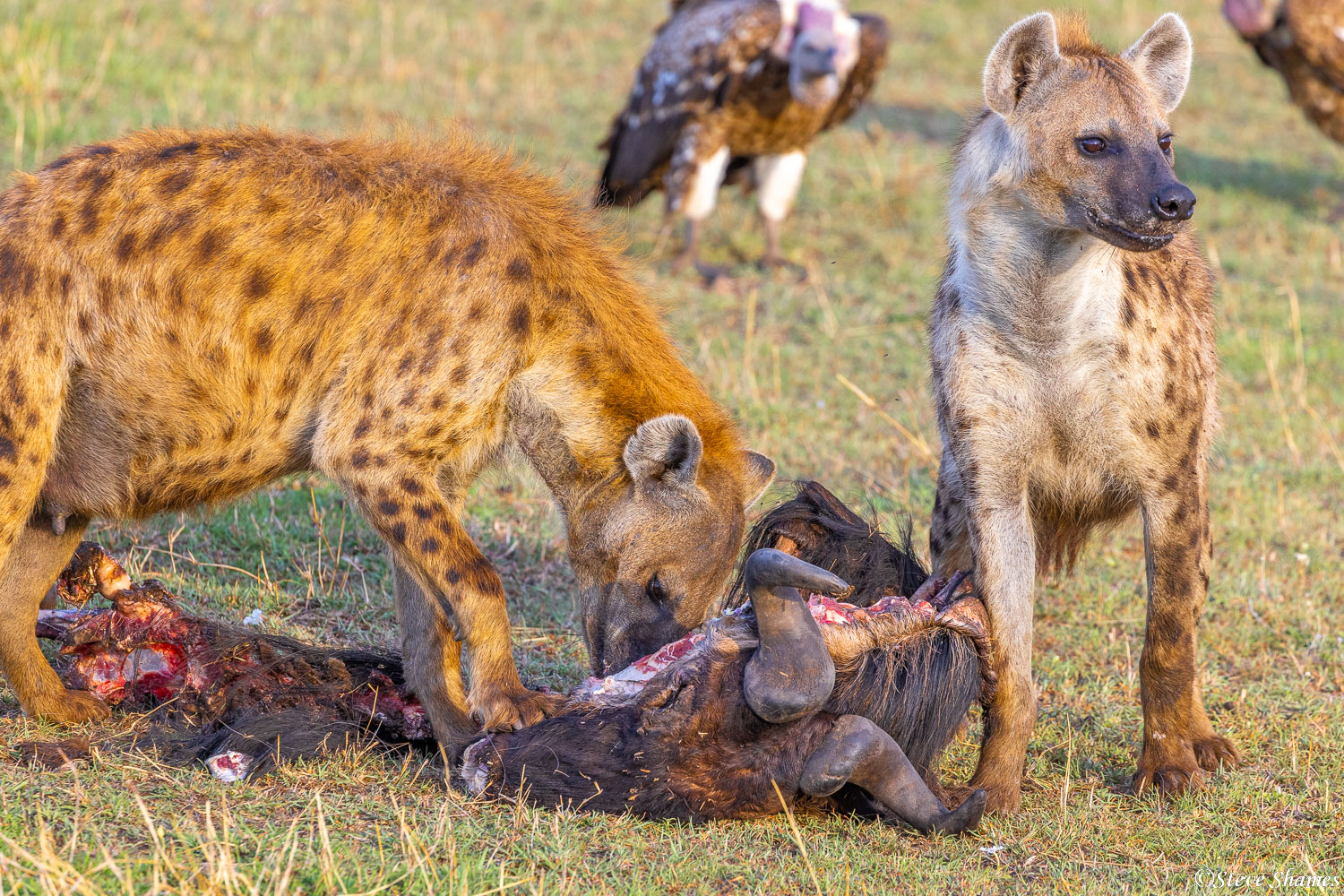 Hyenas finishing off a wildebeest.